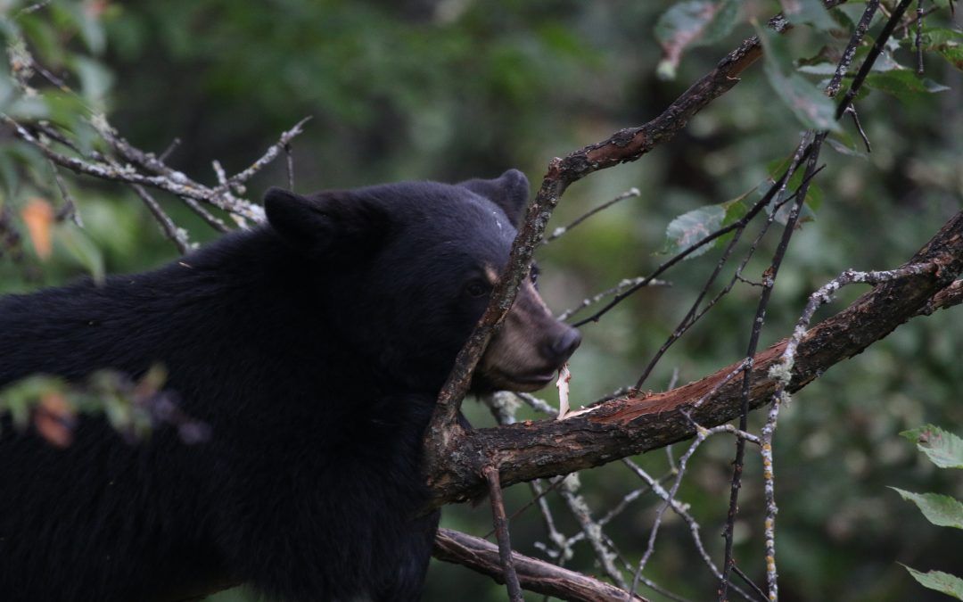Camp Creature – The Minnesota Black Bear