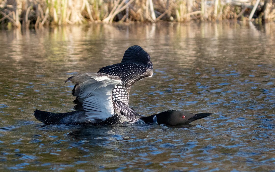 Camp Creature – Common Loon