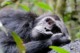 Umuganda in Rwanda and also Gorillas