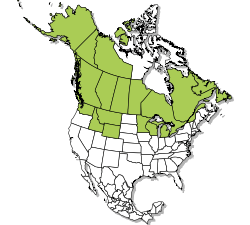 Gray Wolf Population Map