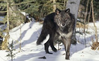 Black Fur Gray Wolf