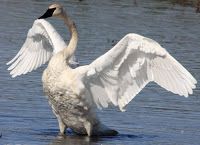 rumpeter Swan
