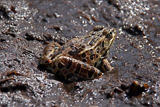 Leopard Frog from Hidden Lake