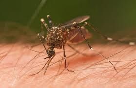 Female Mosquito Feeding