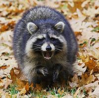 Grumpy Racoon