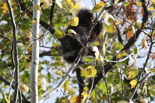 Find a porcupine, pick it up. All day you’ll have good luck.