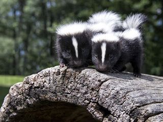 Camp Creature: Striped Skunk