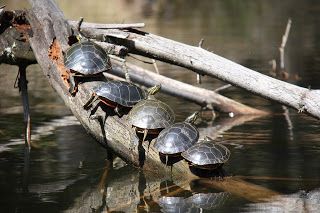 Painted Turtles basking on Hidden Lake
