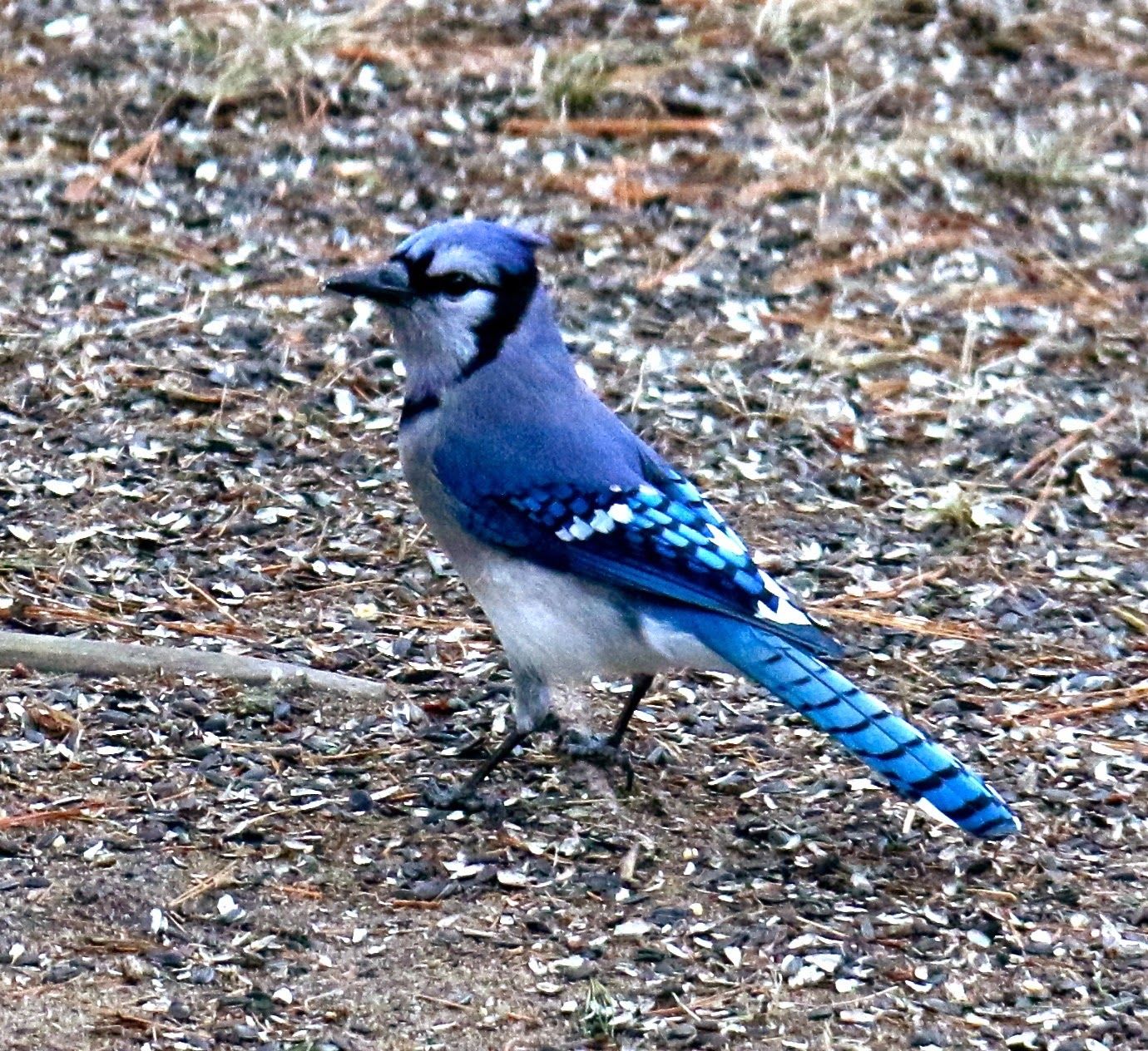 Blue Jay Stumpers