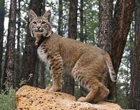 Camp Creature: The Bobcat