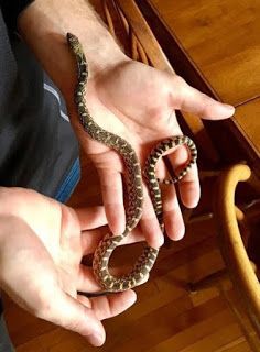 Camp Creature: Bullsnake