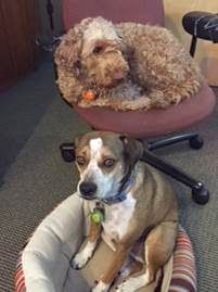 The Office Dogs