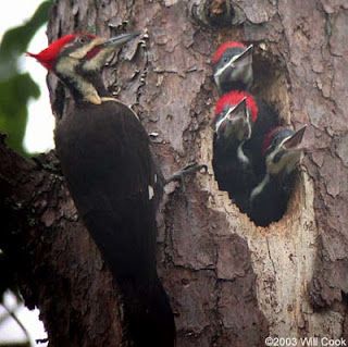 Pileated Woodpeckers On Tree