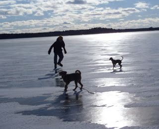 Skating On Ice With Dogs