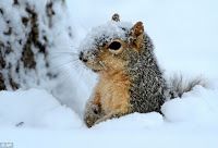 Grey squirrel