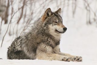 Camp Creature: Gray Wolf