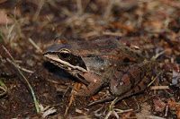 Wood frogs