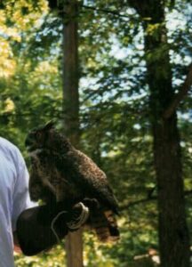  a man holds an owl on his arm 