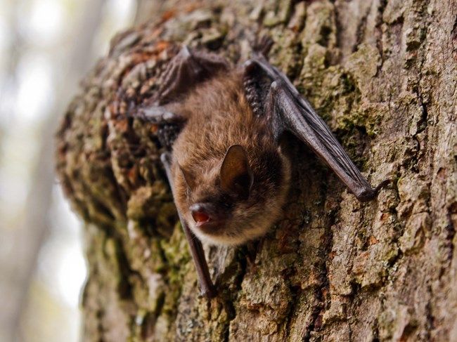 Meet the Little Brown Bat!