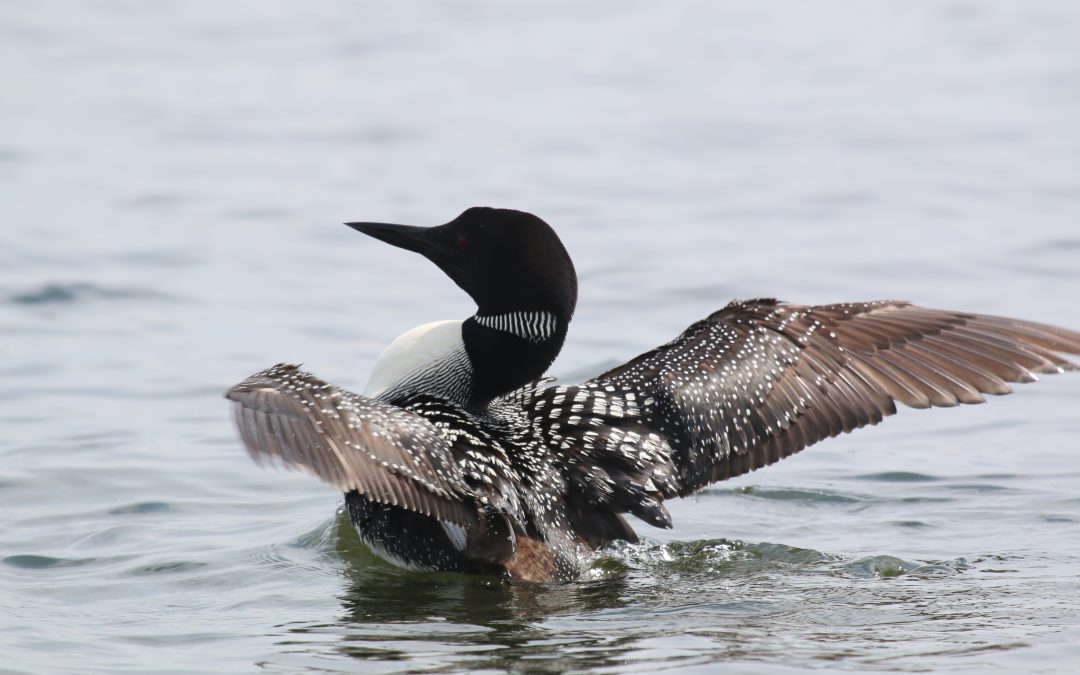 Loon Fallout