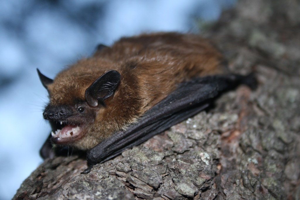 Brown bat sitting on a tree at Camp Foley in Minnesota