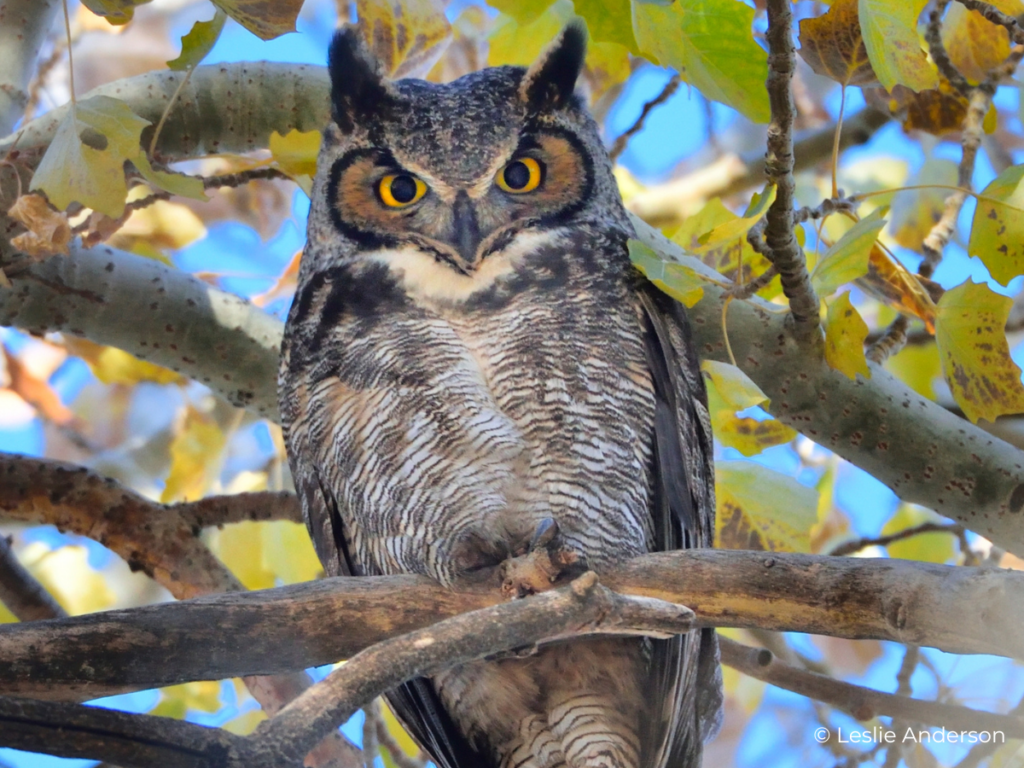 An owl sits in a tree at our summer camp in Minnesota