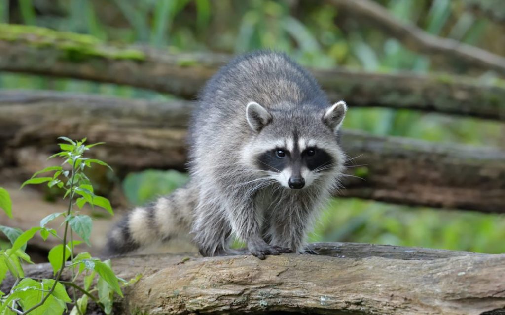 A raccoon wanders a fallen tree at Minnesota's favorite summer camp: Camp Foley