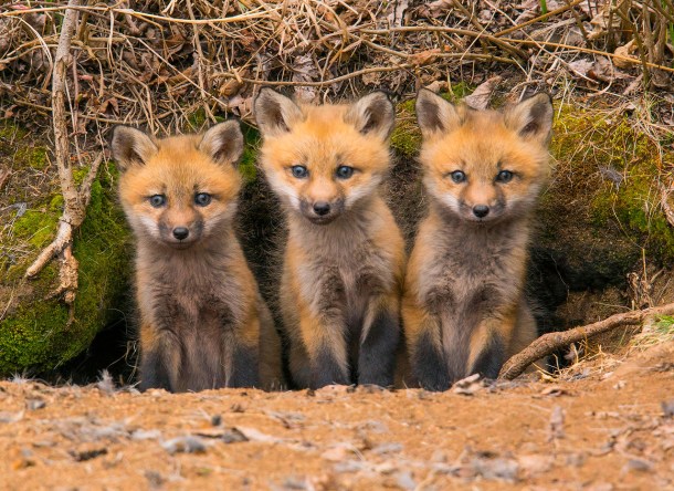 Red foxes at Camp Foley in Minnesota