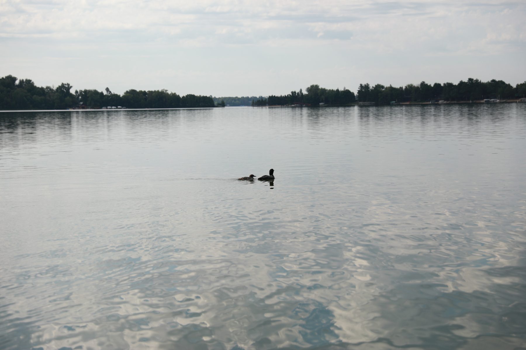 2 loons swim in the distance on Whitefish Lake at Camp Foley 