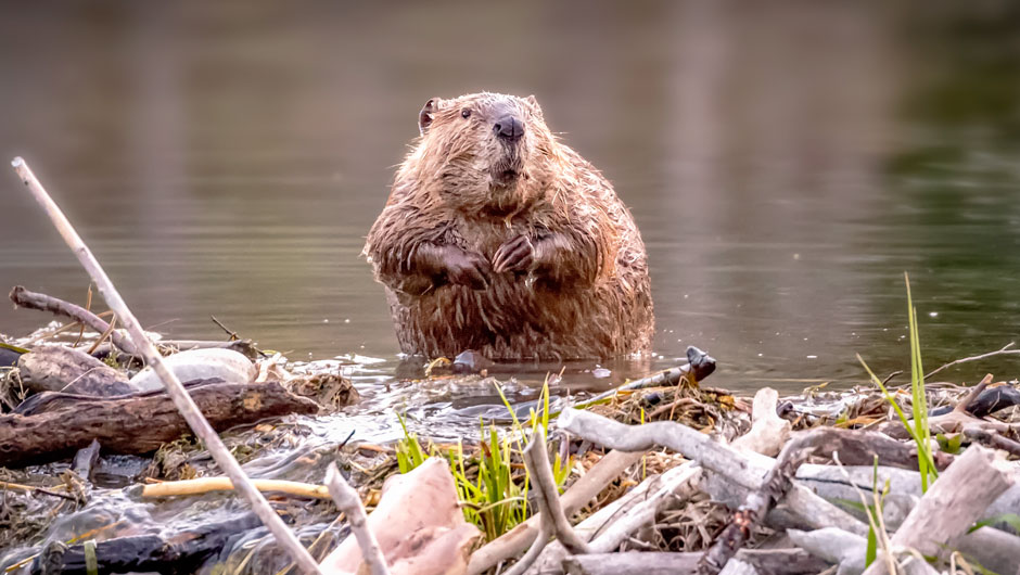 A beaver sitting in the water at Camp Foley