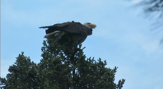 Bald Eagle on a tall tree at Camp Foley 