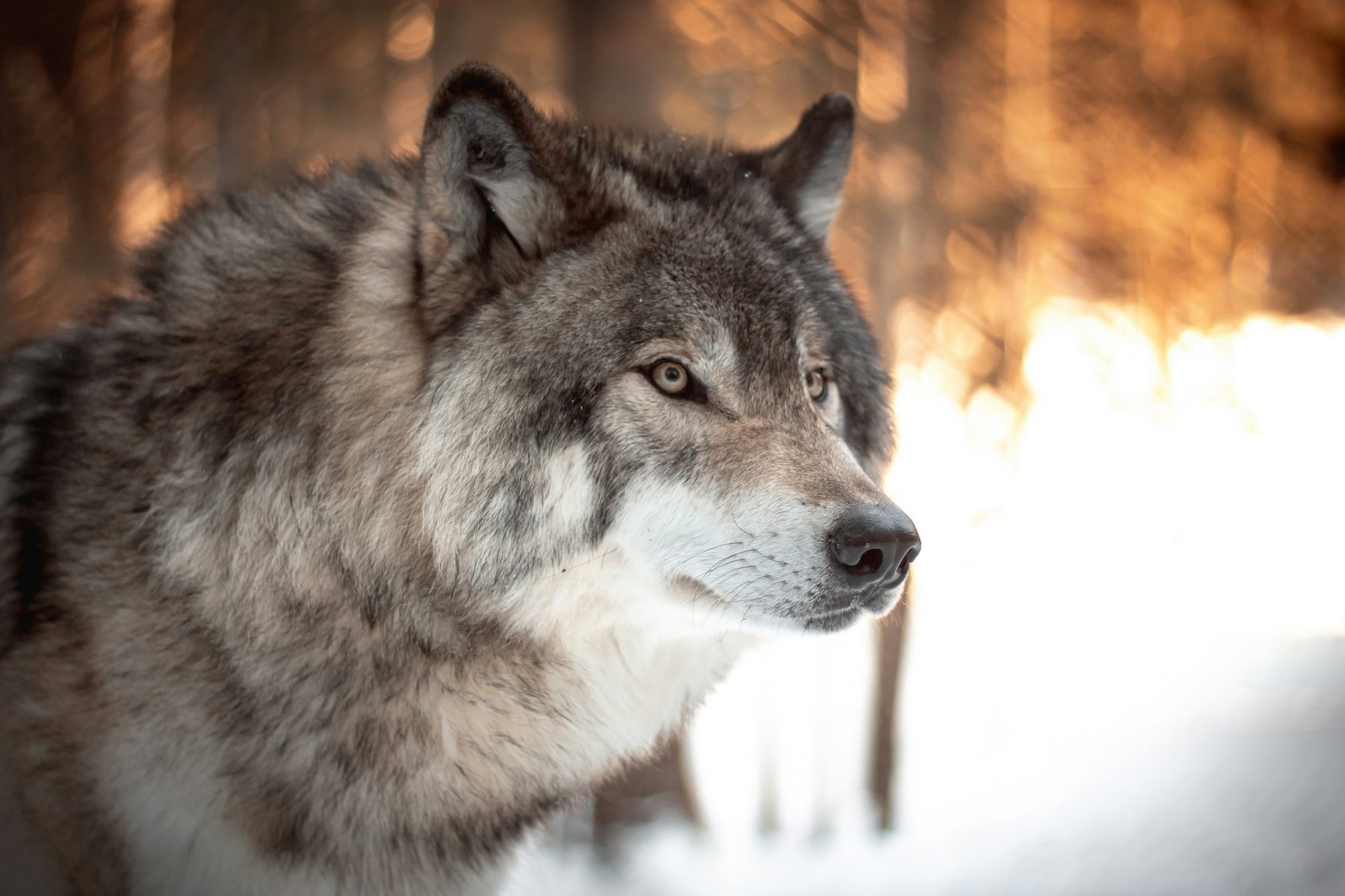 A grey wolf stares in to the distance 