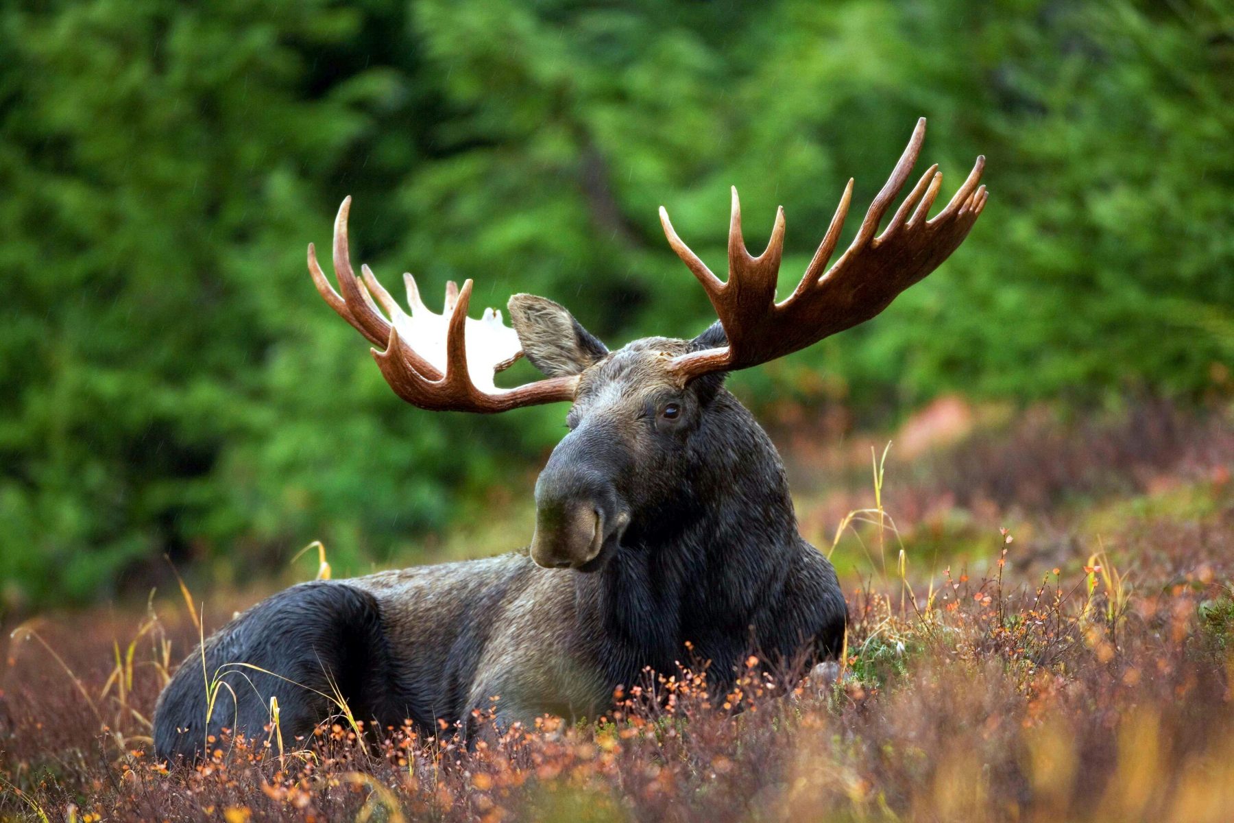 A moose sits in a field 