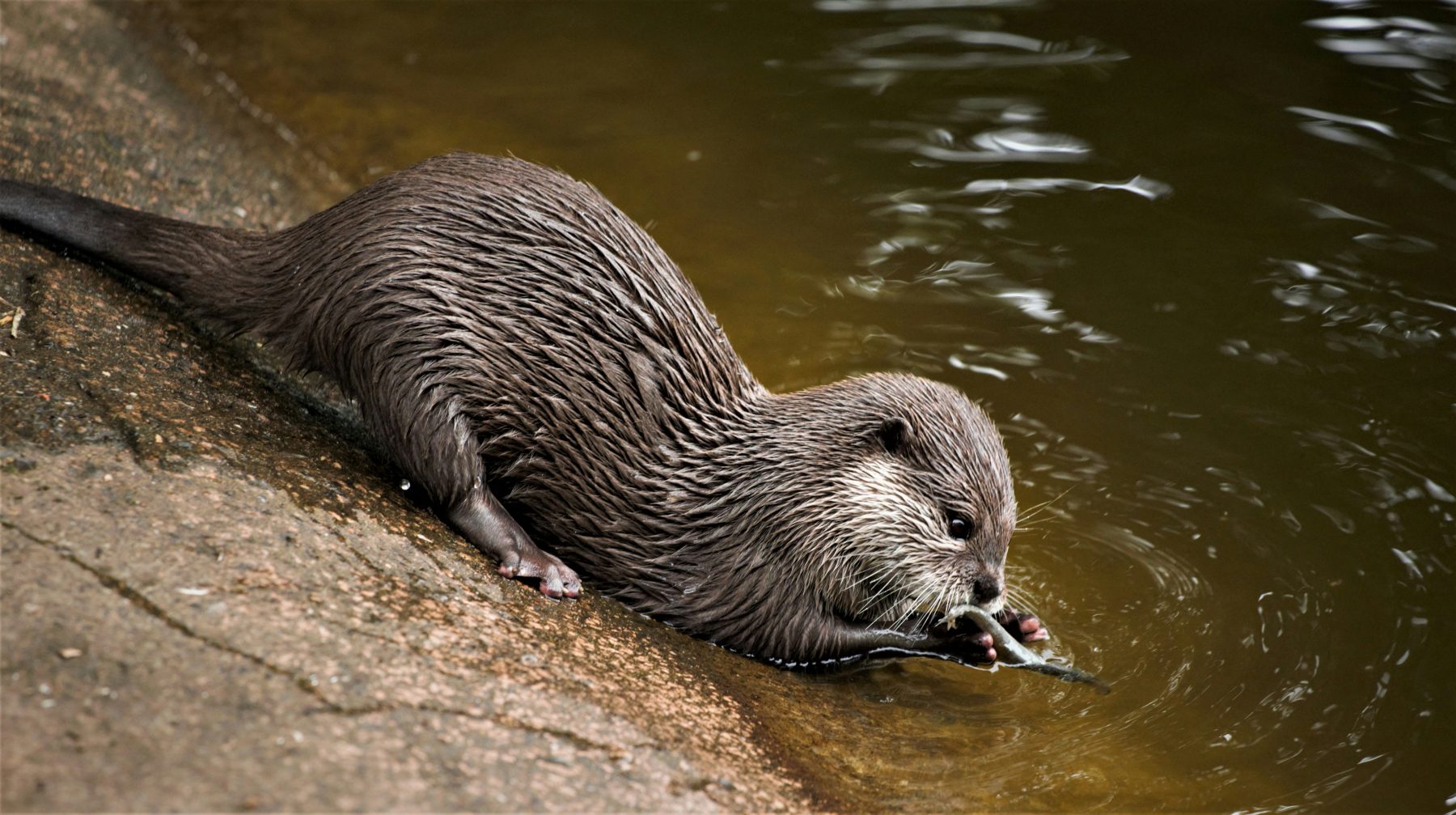 An otter eats a fish by the side of a river 