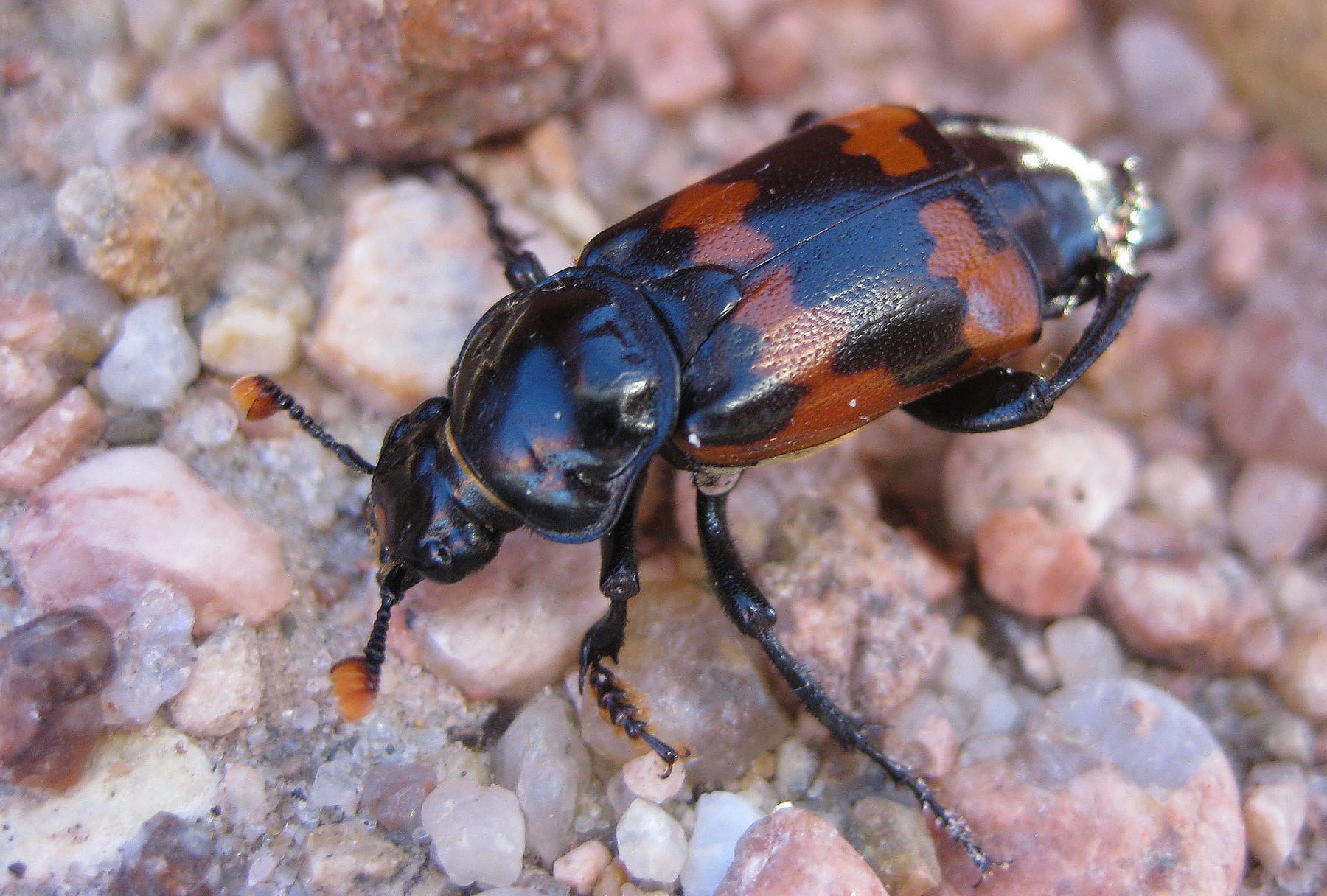 A burying beetle at Camp Foley 