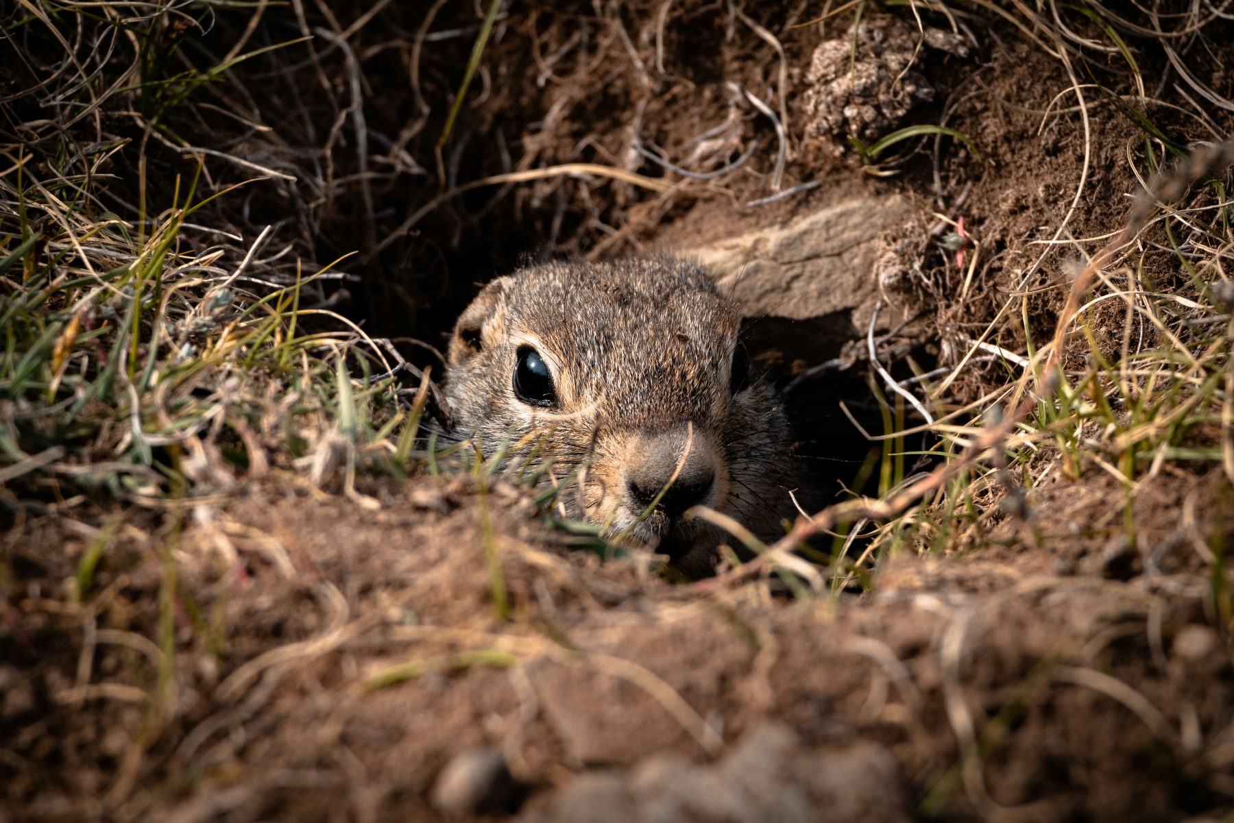 A gopher at Camp Foley 