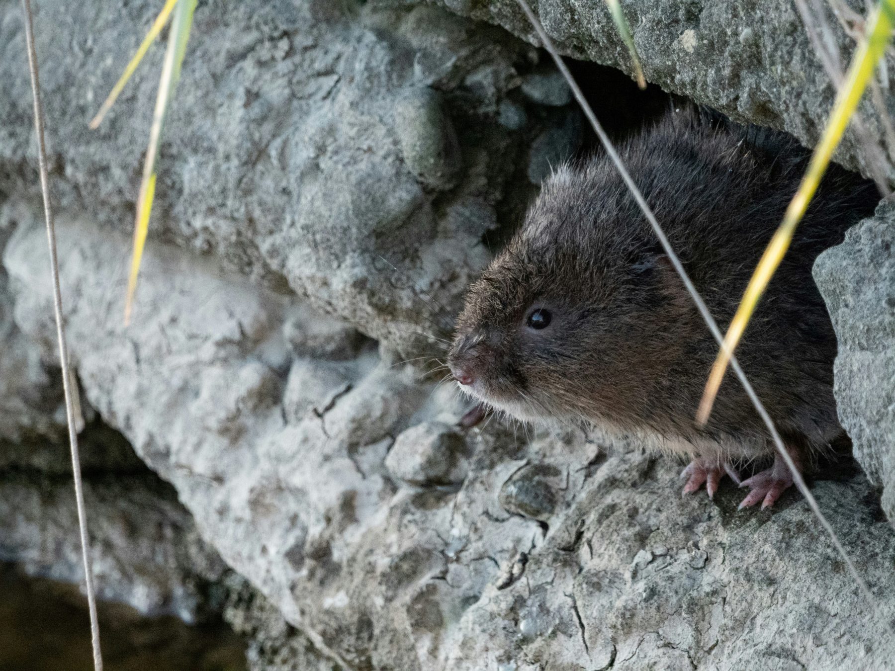 A vole at Camp Foley