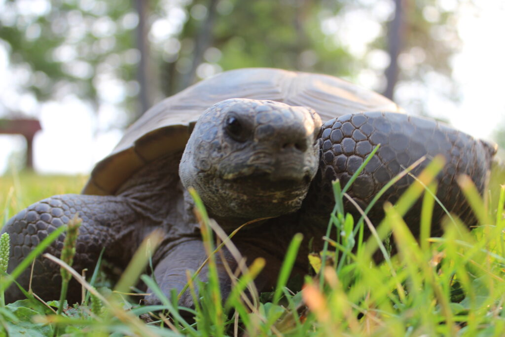 A gopher tortoise