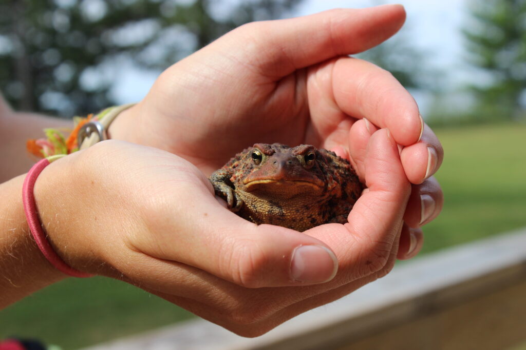 2 hands of a camper at Camp Foley hold a toad