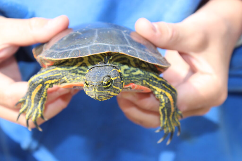 two hand hold a painted turtle 